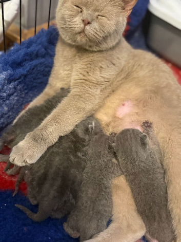 Stunning BSH kittens