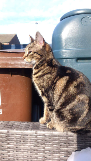 Tabbie cat called Billiebob