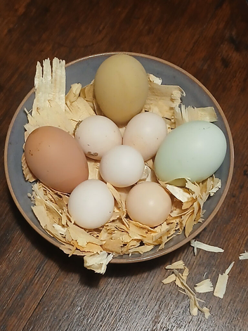 Hatching eggs cream legbar. Welbar Bantam and serama eggs