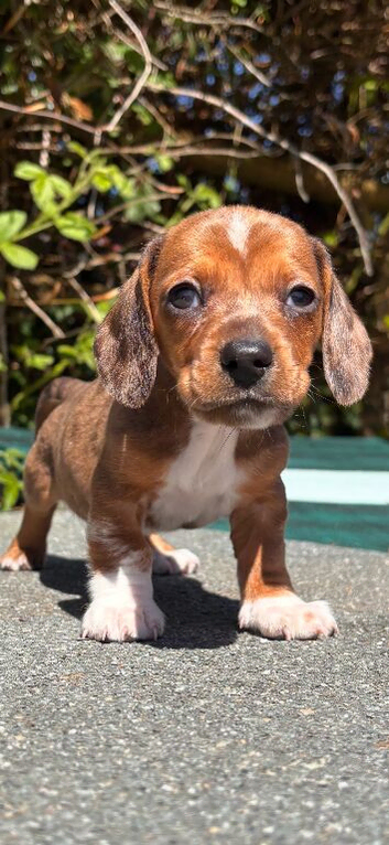 Miniature dachshund puppies. Piebald