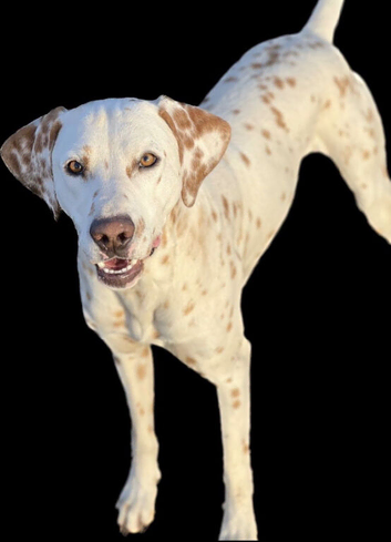 Lemon Spot Dalmatian Stud