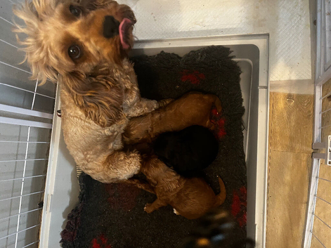 Stunning Cavapoo puppies