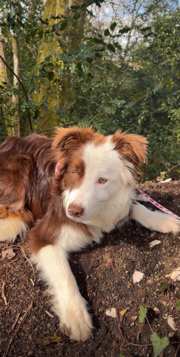 Brown and white border collie