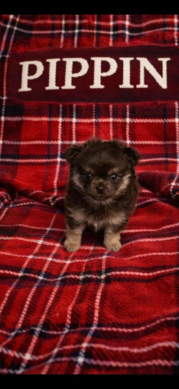 Beautiful stunning chocolate pomchi