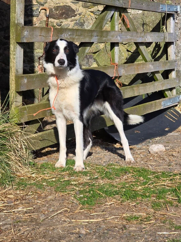 Murck 3 year old dog