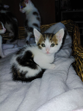 beautiful babies for sale
