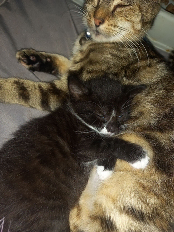 Kitten for sale