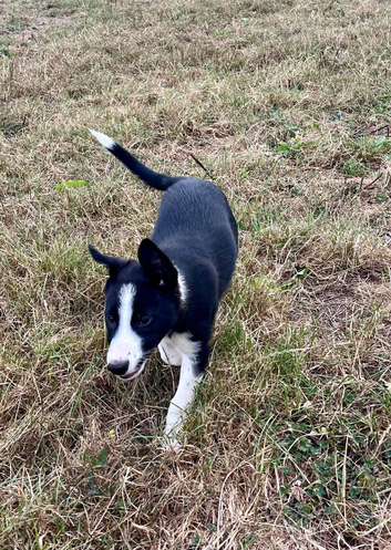 Collie pups for sale