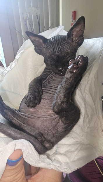 Beautiful Black Sphynx Kitten &ndash; ready