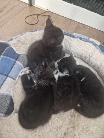 4 kittens