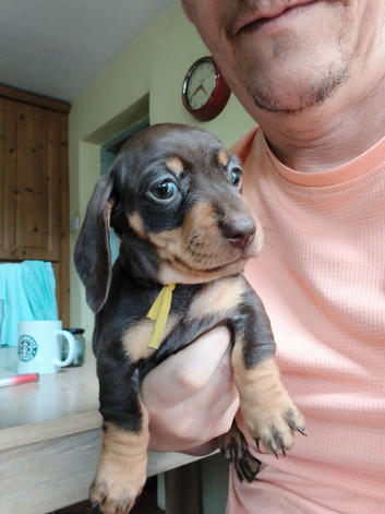 3 beautiful puppies looking for their forever home