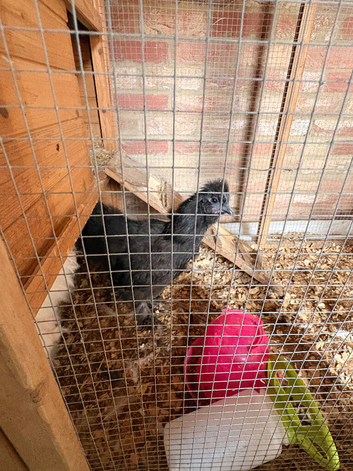 Two male silkies