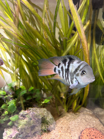 Polar blue dwarf parrot cichlids