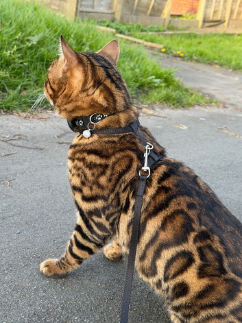 Bengal Cat Loving, Fully Trained & equipped