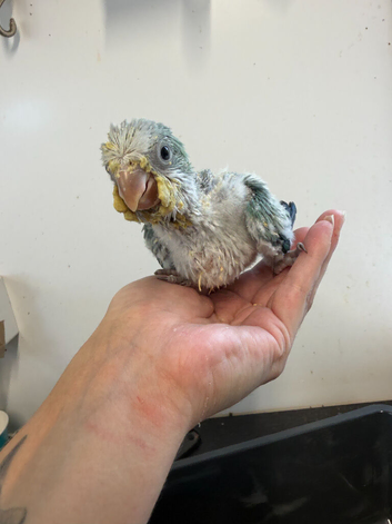 Silly Tame Hand-Reared Blue Quaker Parrot For Sale