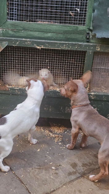 Ferrets for sale whites