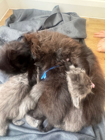Kitten