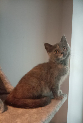 Short haired kittens ready now
