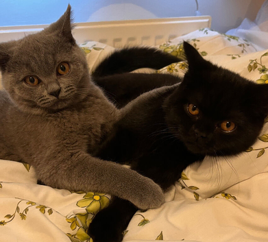 Purebred British Shorthair Kitten