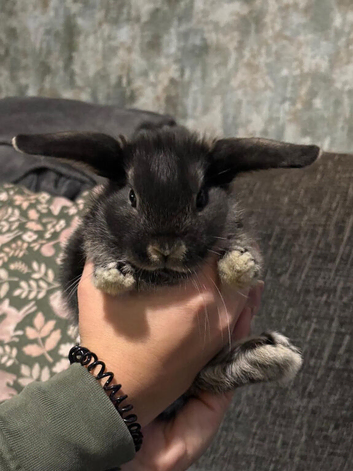 Mini Lops