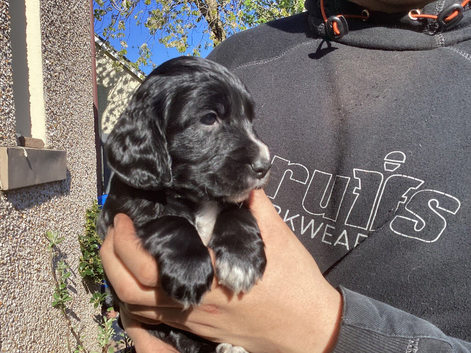 KC Cocker Spaniel Pups