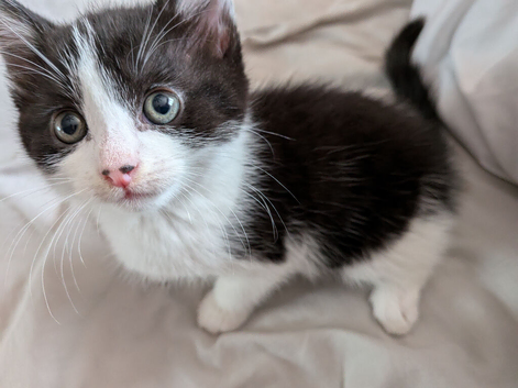 Female kitten for sale