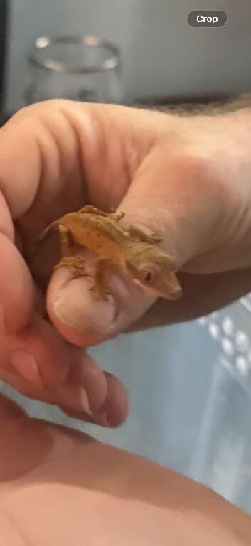 Baby crested geckos