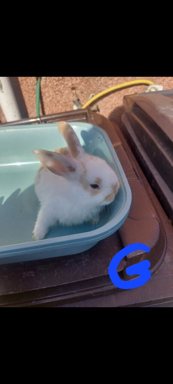 2 girls mini lops
