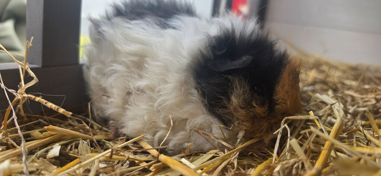 Baby Texel Guinea pigs. Waiting list open