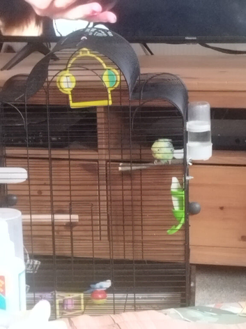 budgie bundle