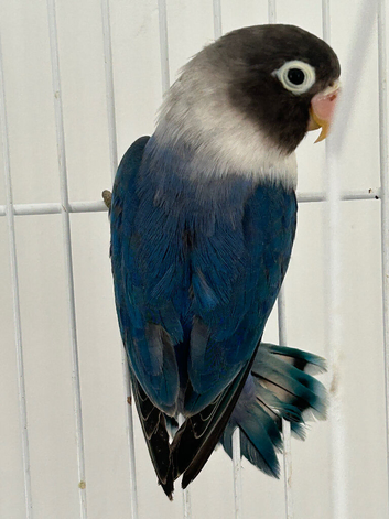 Single love bird