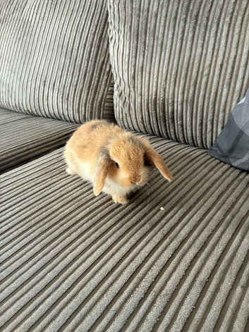Two mini lop babies