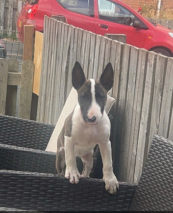 English bull terrier bitch