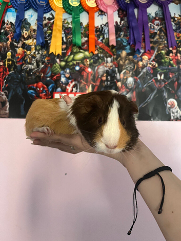 guinea pigs