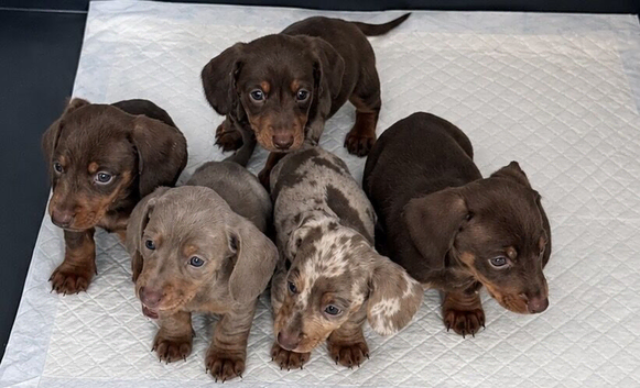 Miniature dachshund puppies for spa e