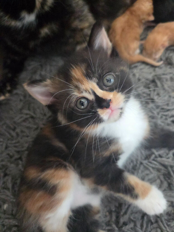2 gorgeous girls looking for their forever home