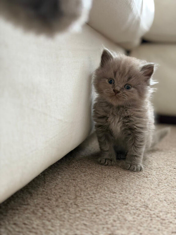 ONE BOY LEFT  British shorthairs available