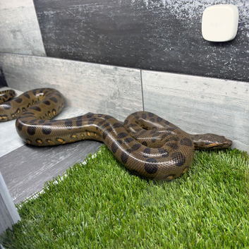 GREEN ANACONDAS