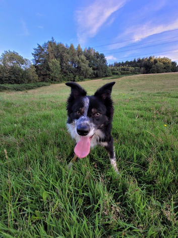 5 Year Old Border Collie Toby