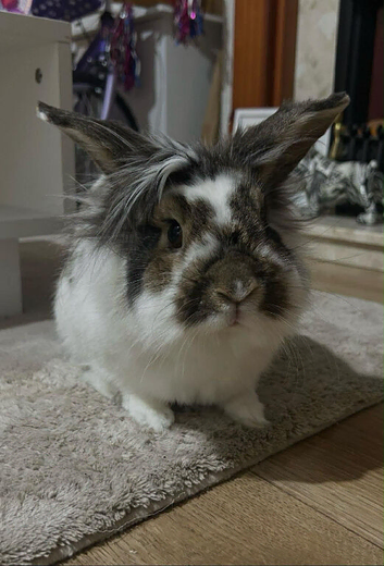 Male lion head rabbit