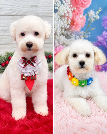 Beautiful Bichon Frise Puppies - 3 Girls & 1 Boy Available