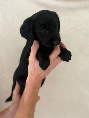 Labradoodle pups