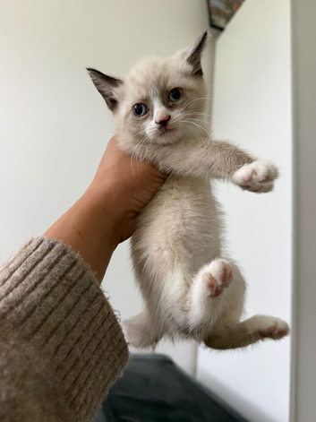 Kitten one remaining