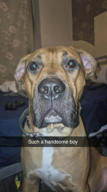 Dobby 2 years old