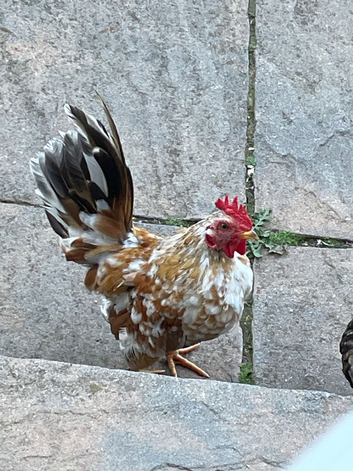 Serama rooster 12 week