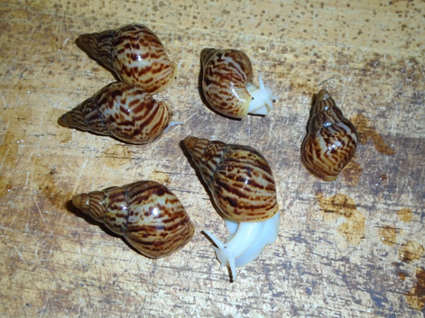 RETIC GIANT AFRICAN LAND SNAILS