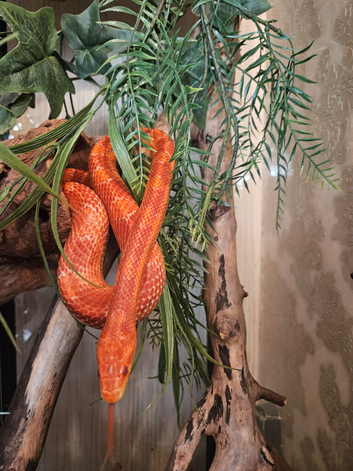 Tw adult cornsnakes for sale