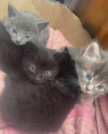 Beautiful ragdoll kittens urgently need a home
