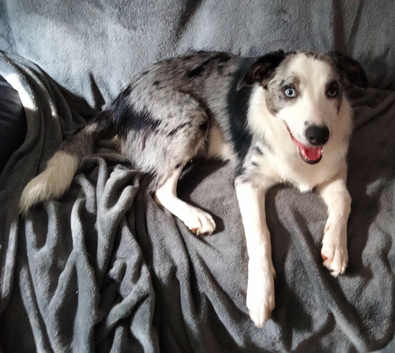 BLUE MERLE BORDER COLLIE GIRL
