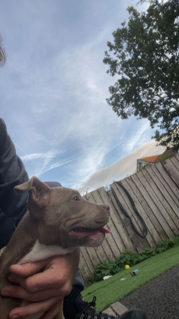 Staffy